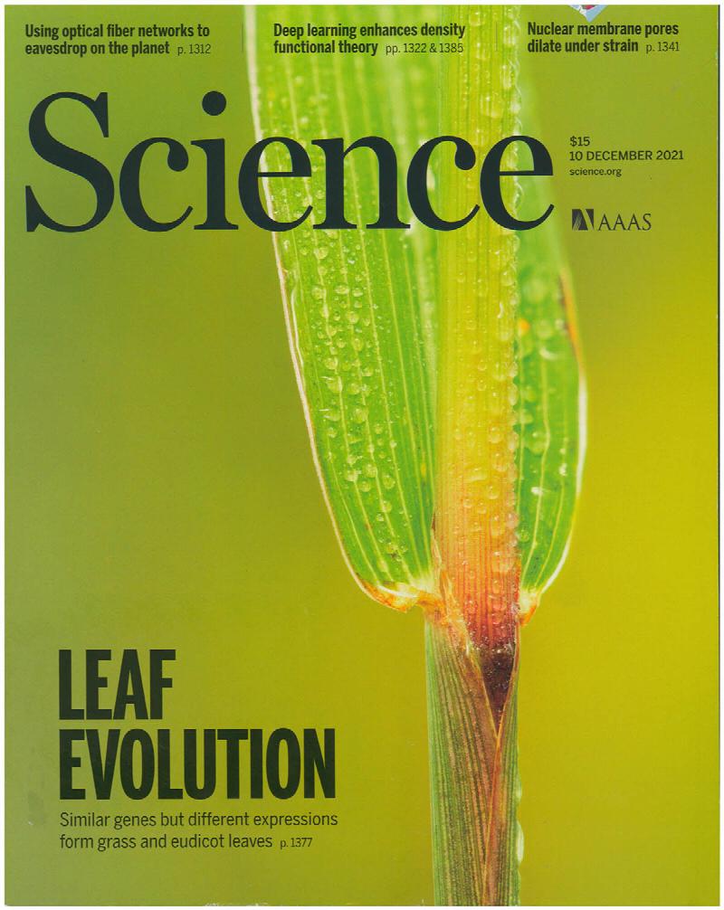 Image for Science Magazine: Leaf Evolution (10 December 2021, Vol. 374, No. 6573)