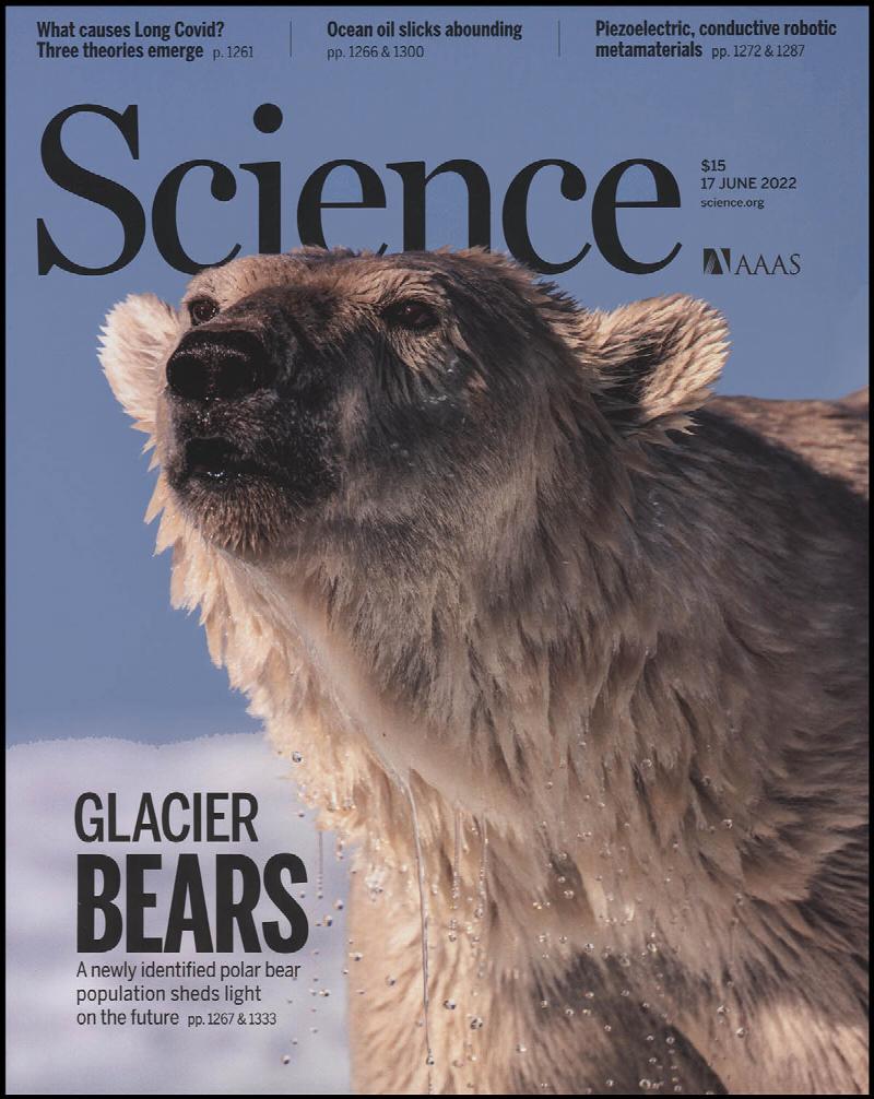 Image for Science Magazine: Glacier Bears (17 June 2022)
