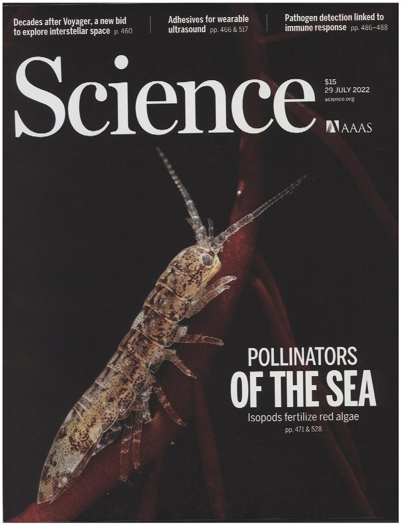 Image for Science Magazine: Features Pollinators of the Sea: Isopods Fertilize Red Algae (29 July 2022)