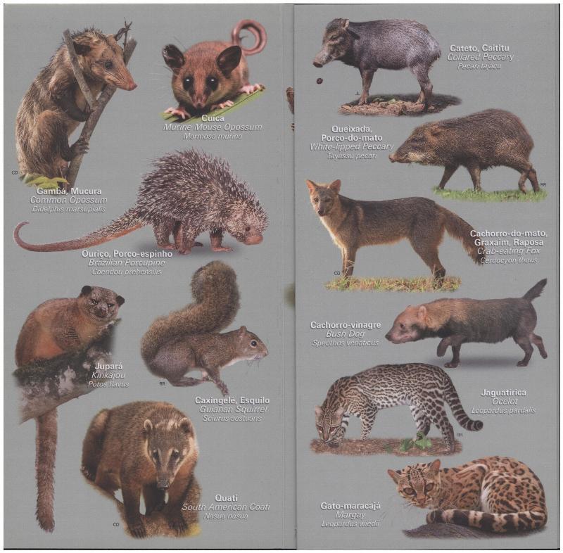 Image for Field Guide for Mammals: Cristalino Lodge, Um Santuario Amazonico