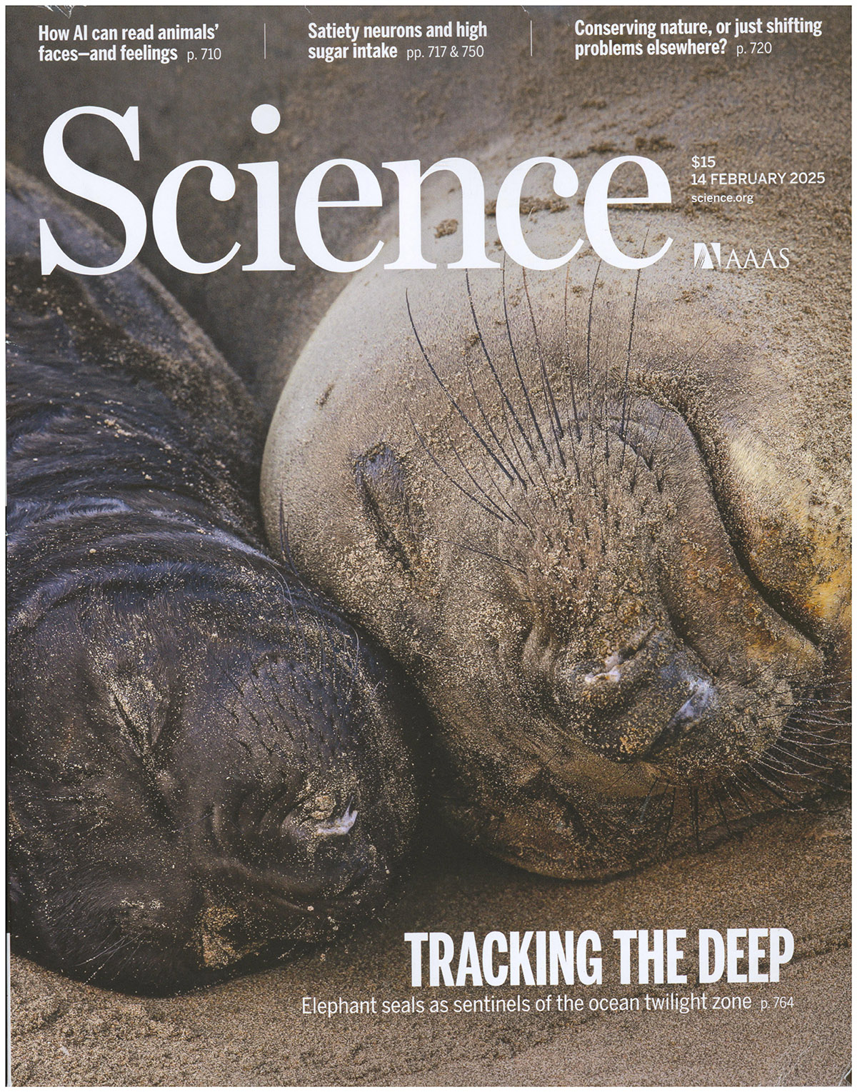 Science Magazine: Elephant Seals (14 February 2025)