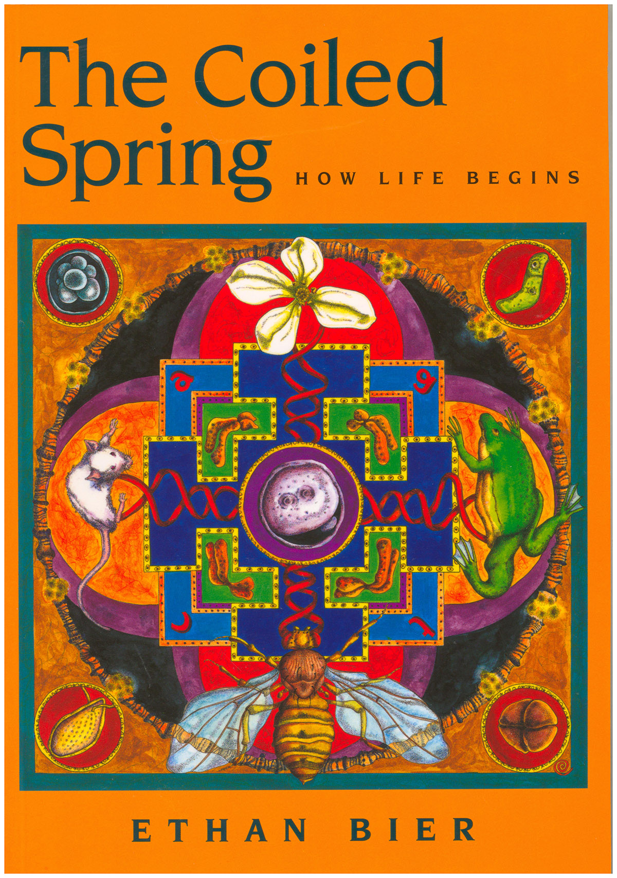 The Coiled Spring: How Life Begins