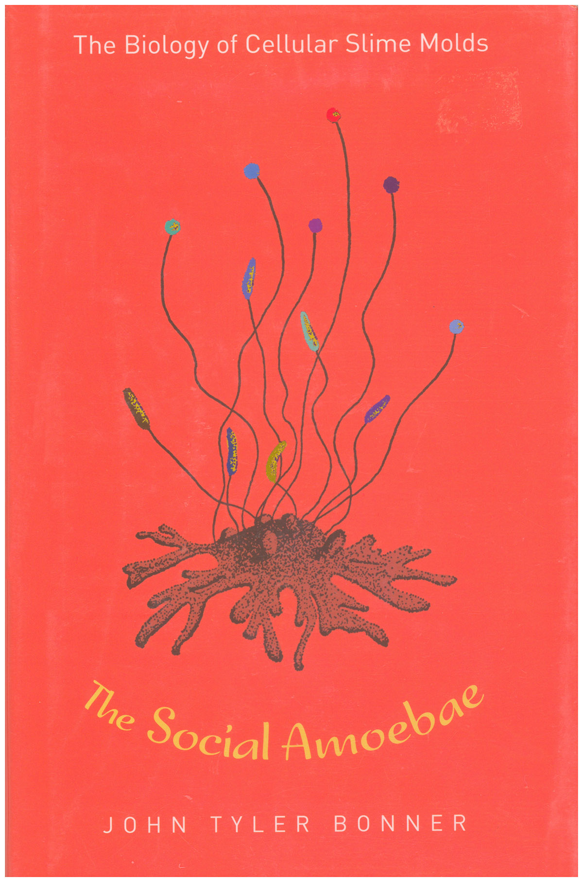 The Social Amoebae: The Biology of Cellular Slime Molds