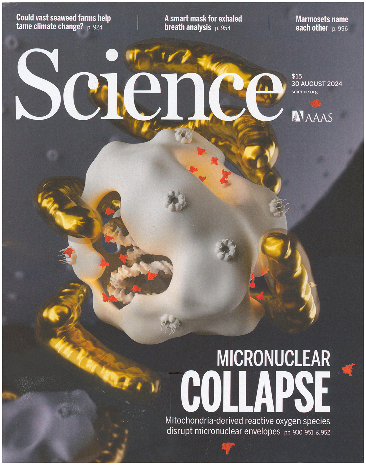 Science Magazine: Features Micronuclear Collapse (30 August 2024)