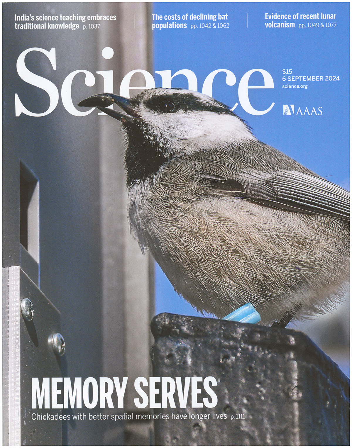 Science Magazine: Chickadees with better spatial memories have longer lives (6 September 2024)