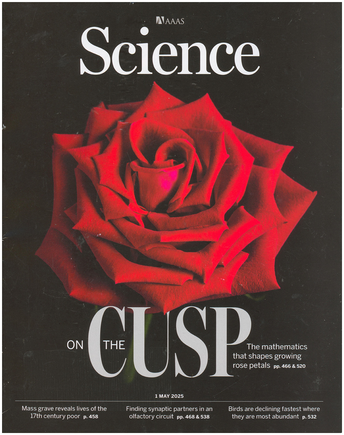 Science Magazine: The Mathematics that shapes growing rose petals (1 May 2025)