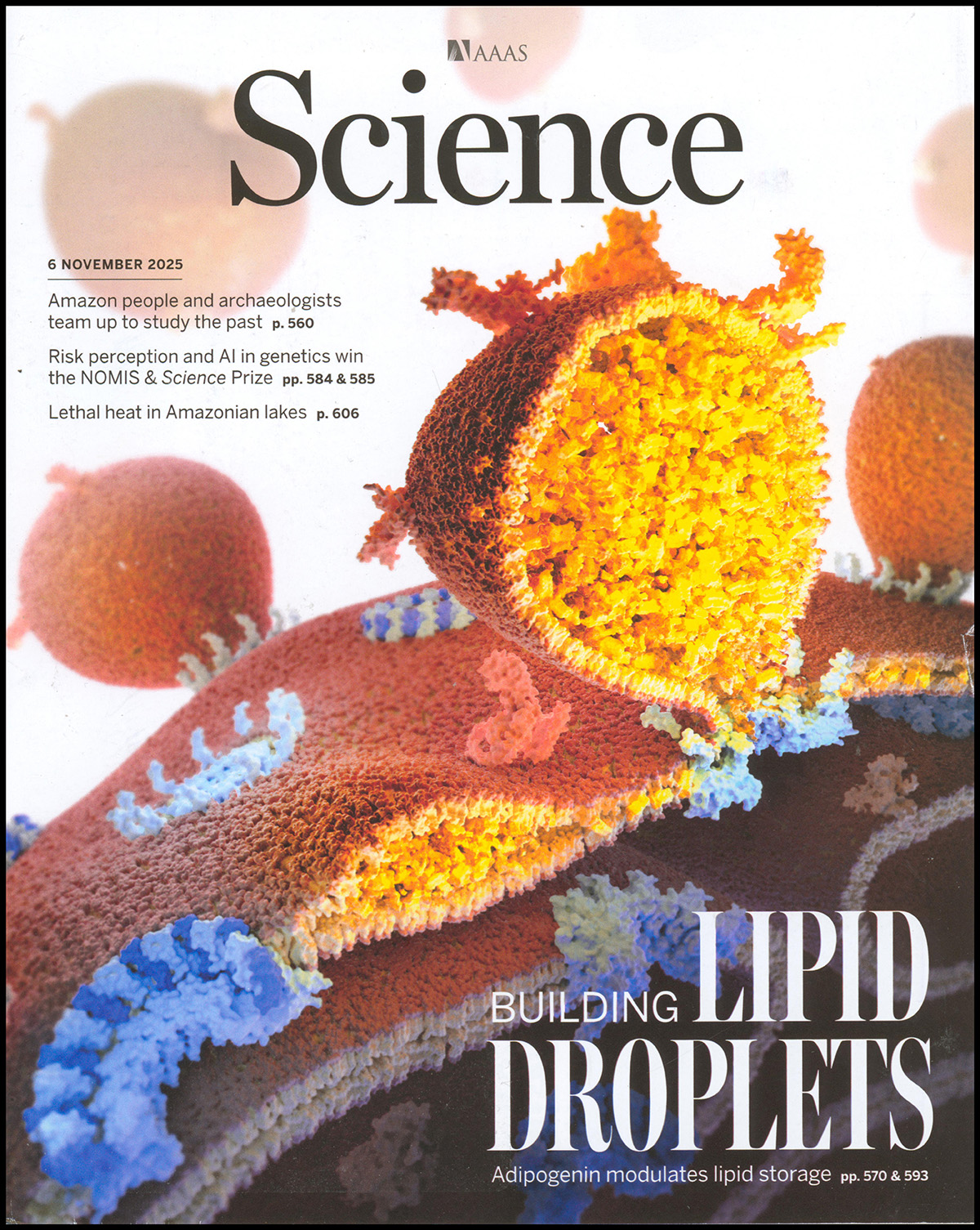 Science Magazine: Building Lipid Droplets (6 November 2025)