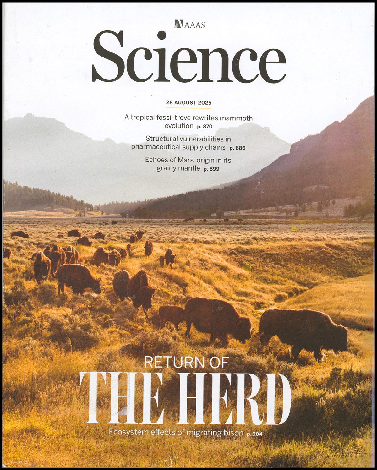 Image for Science Magazine: Migrating Bison (28 August 2025) Science Magazine: Migrating Bison (28 August 2025)