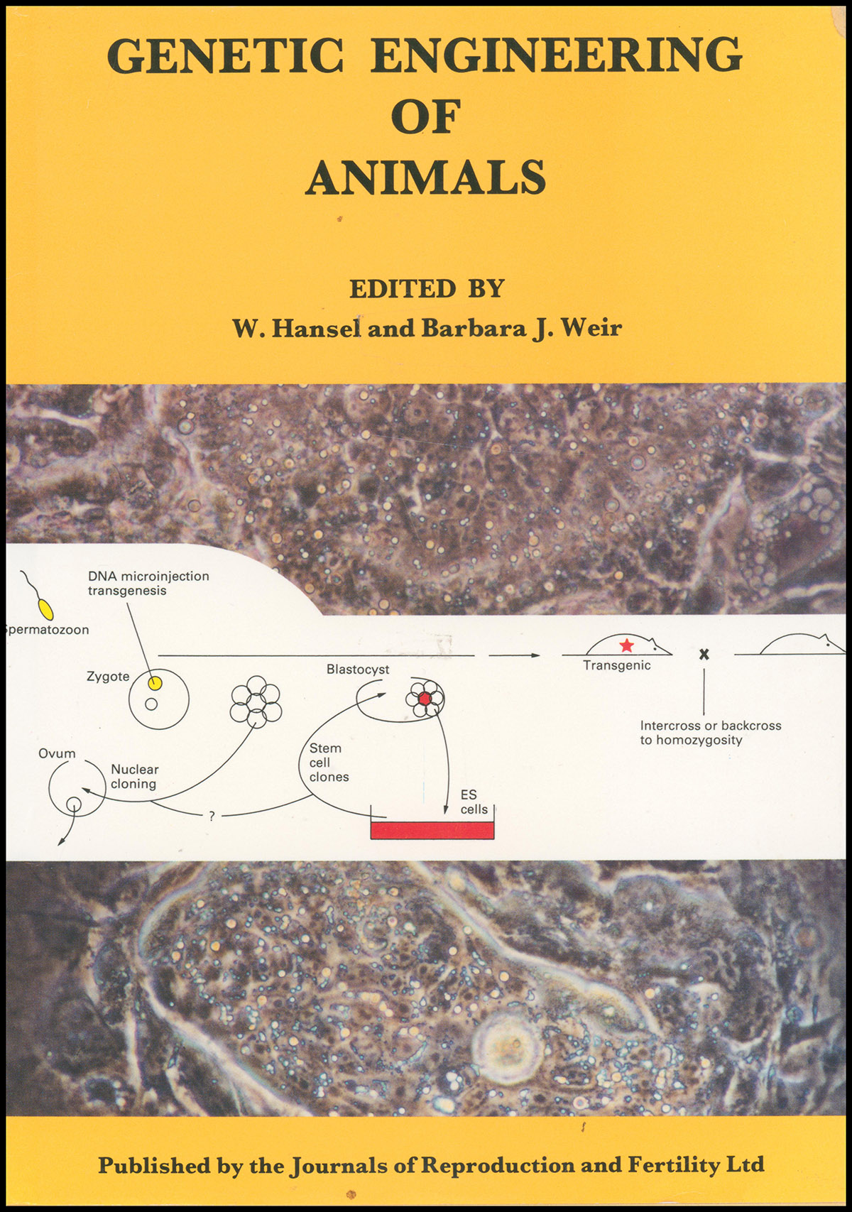 Image for Genetic Engineering of Animals: Proceedings of the Second Symposium on Genetic Engineering of Animals Genetic Engineering of Animals: Proceedings of the Second Symposium on Genetic Engineering of Animals
