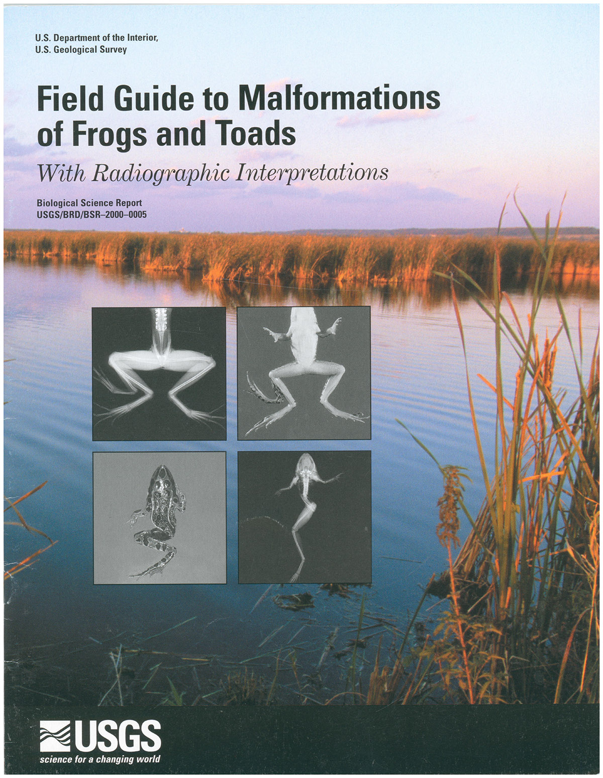 Image for Field Guide to Malformations of Frogs and Toads with Radiographic Interpretations Field Guide to Malformations of Frogs and Toads with Radiographic Interpretations